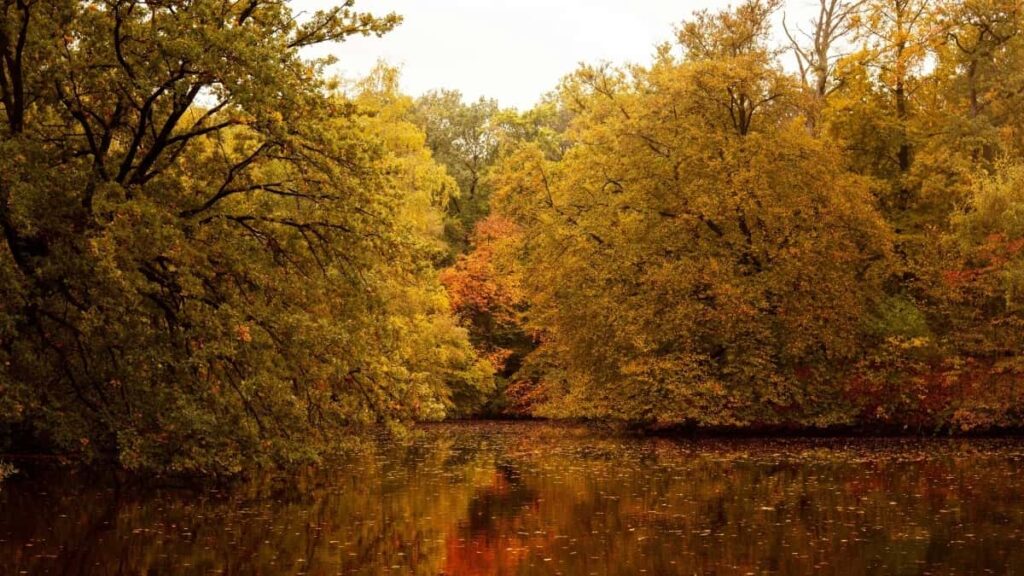 Cum pot bloggerii YouTube din Moldova colabora cu advertiserii din USA în 2025