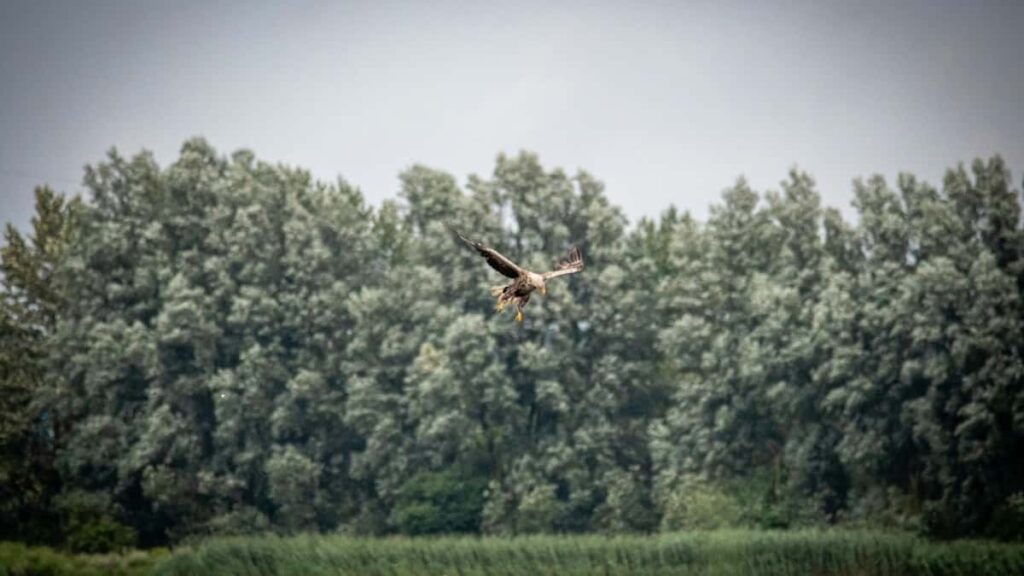 How Moldova WhatsApp bloggers can collaborate with Norway advertisers in 2025