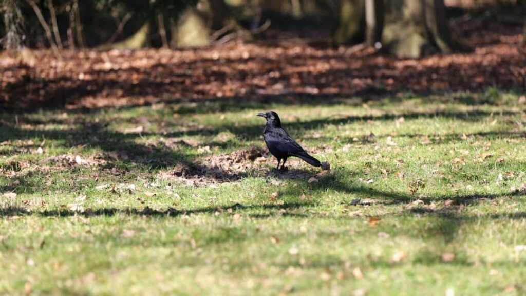 2025 Germany TikTok AllCategory Advertising Rate Card pentru Moldova