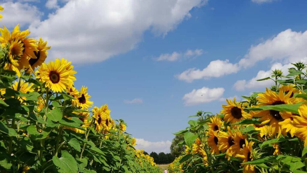 2025 Norway Instagram AllCategory Advertising Rate Card pentru Moldova