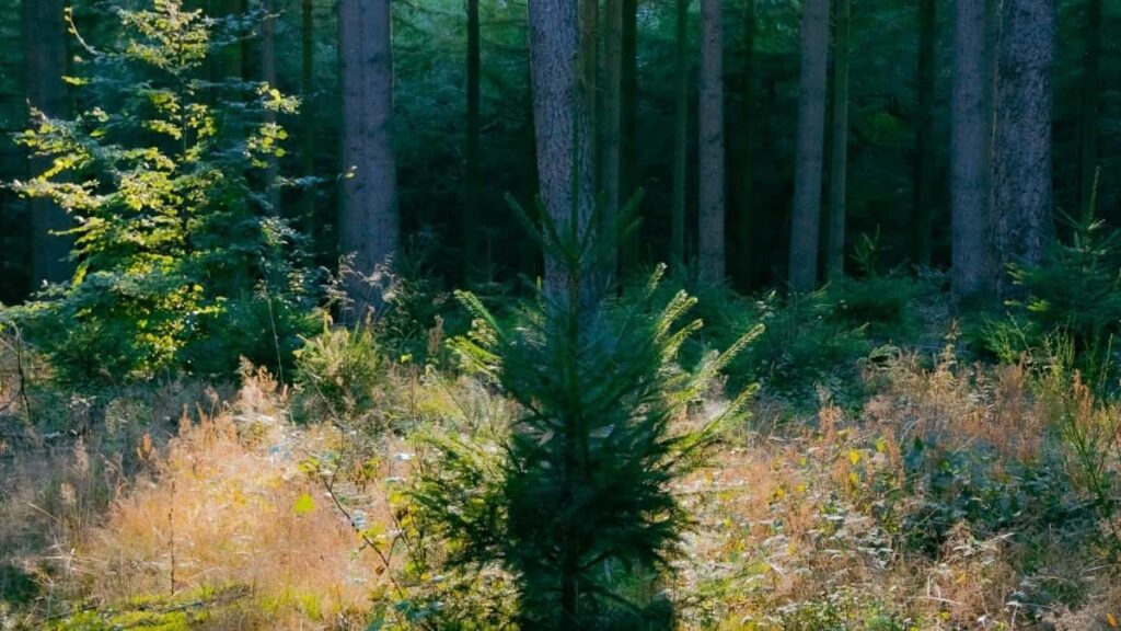 2025 Rusia Instagram tarife publicitate toate categoriile pentru Moldova