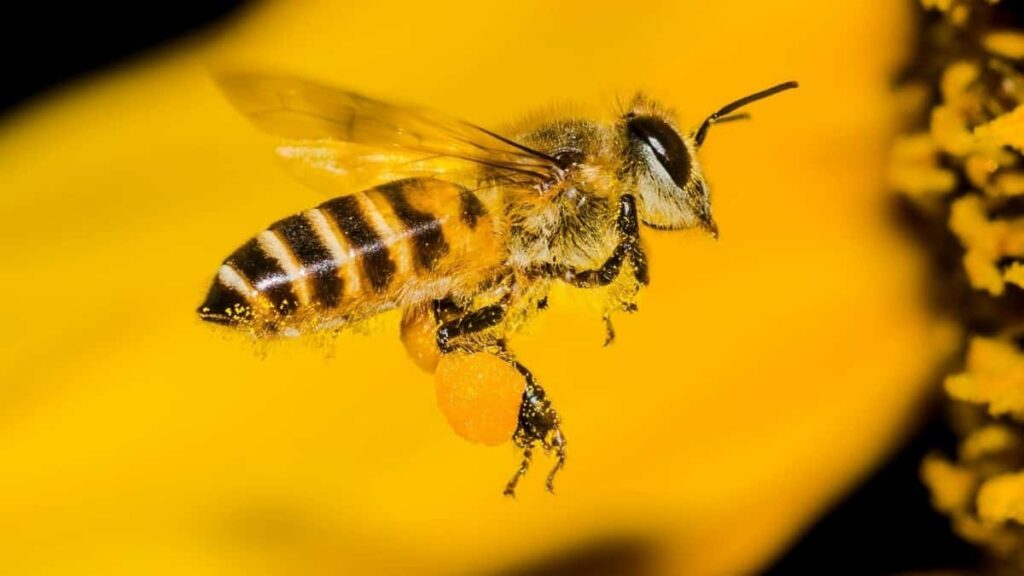 2025 United Arab Emirates WhatsApp All-Category Advertising Rate Card