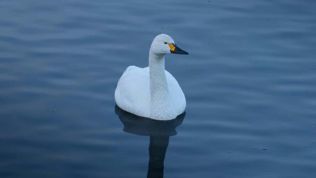 Tariful Reclamelor WhatsApp în Ungaria pentru Moldova 2025