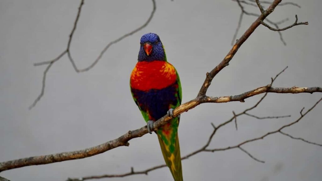 2025 Canada YouTube toate categoriile tarife publicitare pentru Moldova