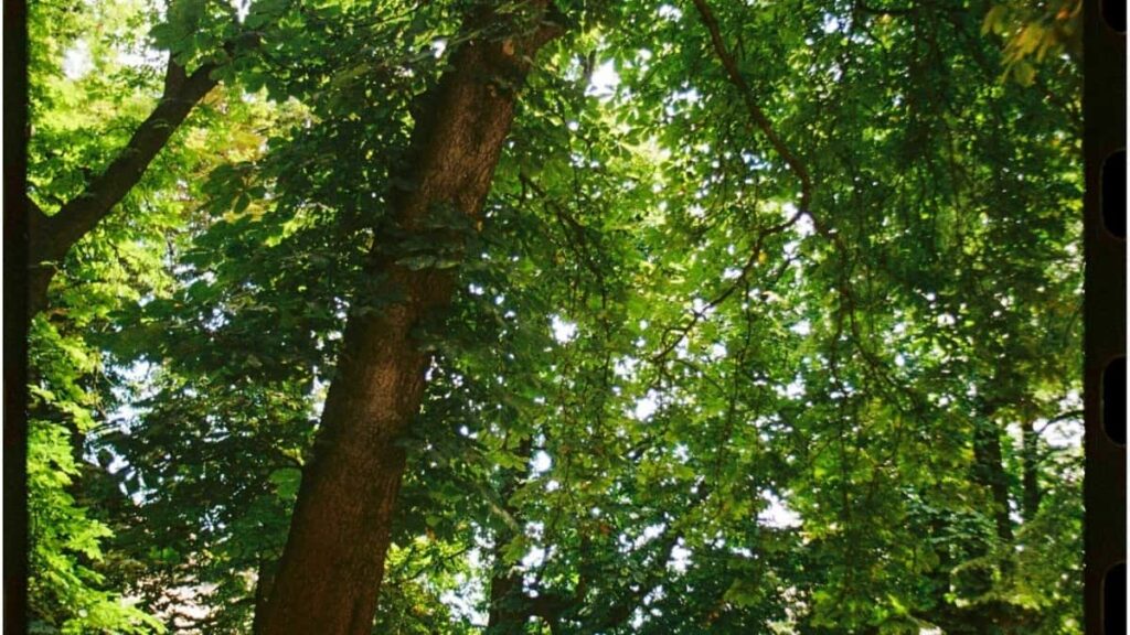 2025 China Snapchat Tarife Publicitare pentru Moldova