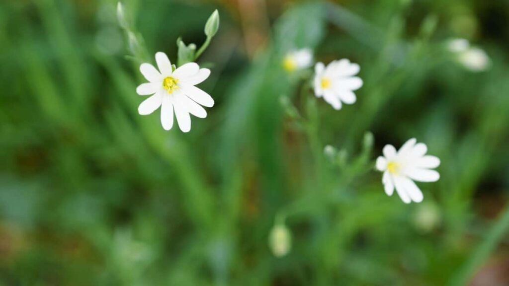 Tariful Publicitar Snapchat Elveția Pentru Toate Categoriile în 2025