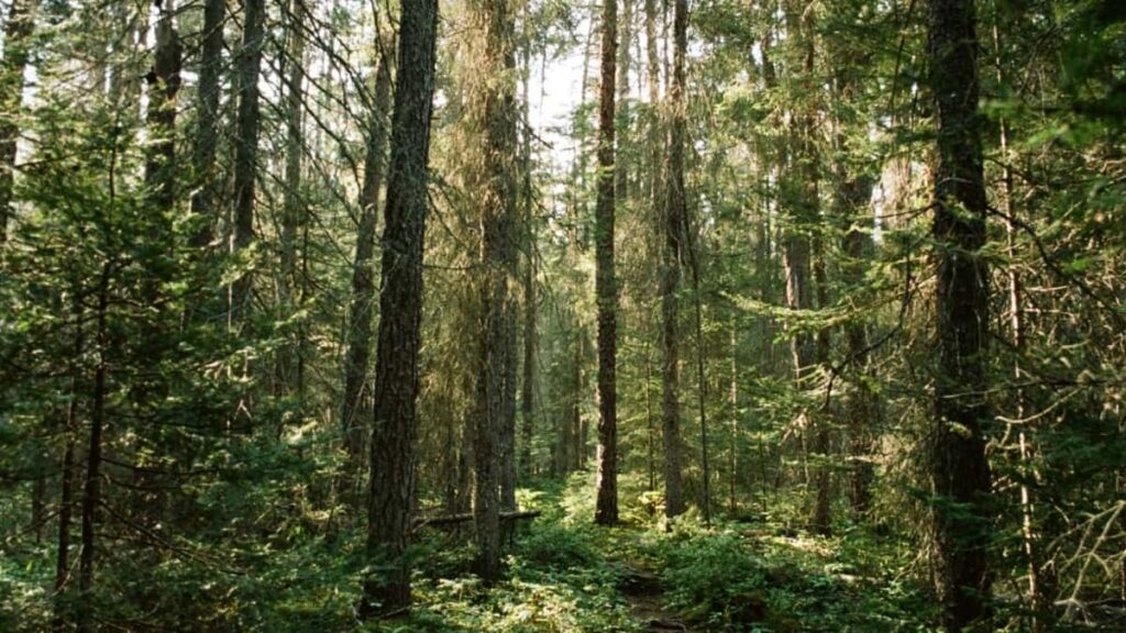 How Moldova LinkedIn bloggers can collaborate with Czech Republic advertisers in 2025