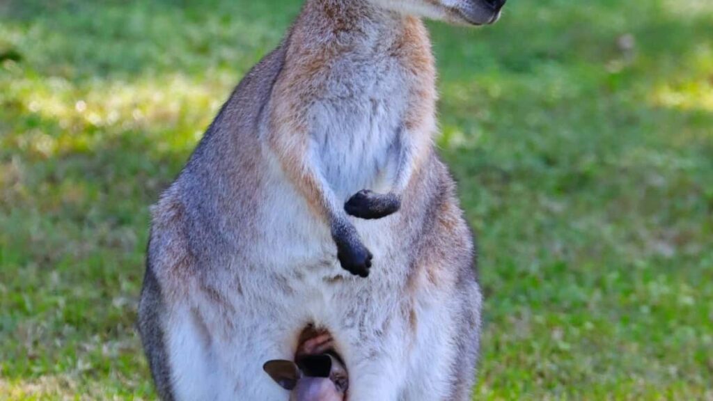 Tariful Publicitar Telegram Spania 2025 pentru Moldova