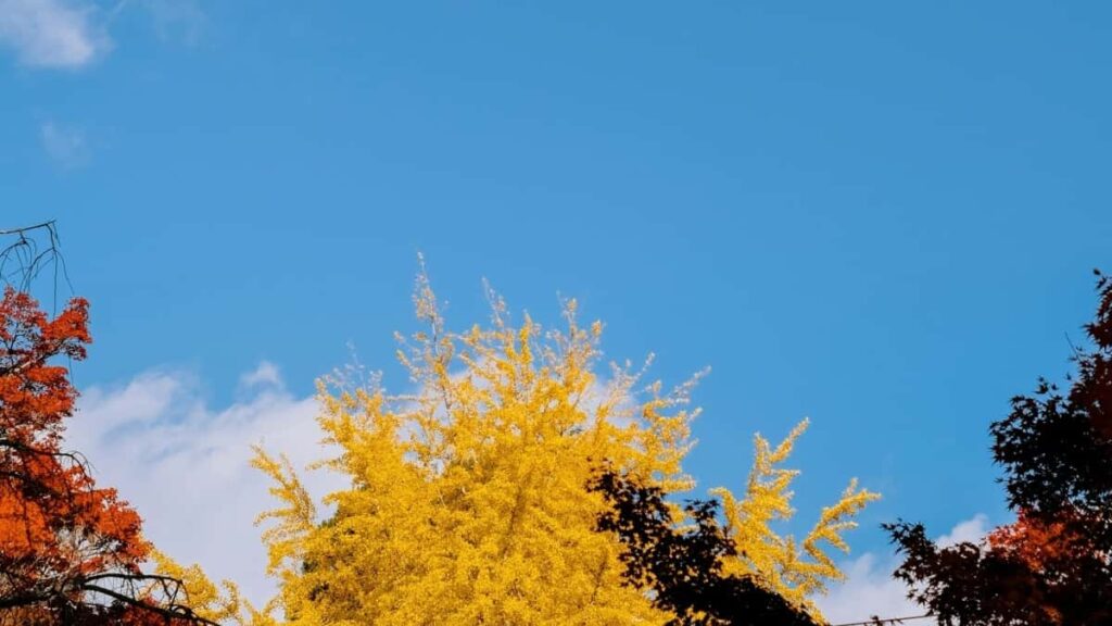 2025 Tarife Publicitate WhatsApp în Republica Cehă pentru Moldova