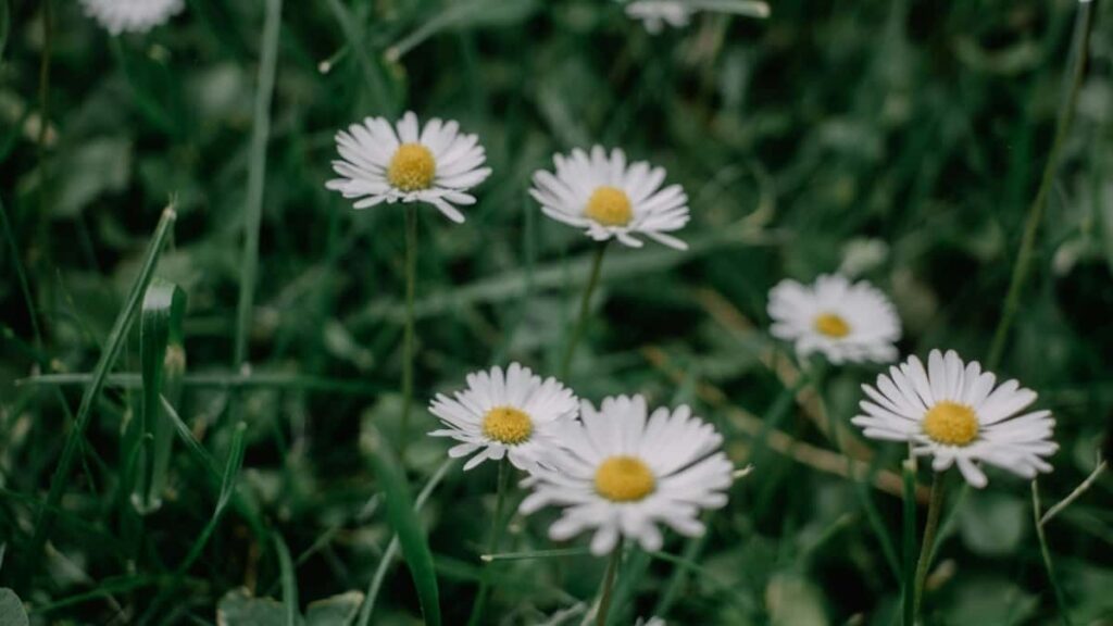 2025 Germania Tarife Publicitate YouTube pe Categorii pentru Moldova