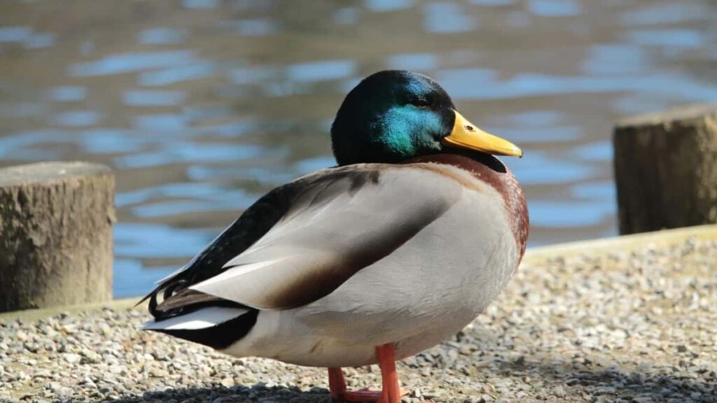 Tarife Publicitare Telegram Olanda 2025 pentru Moldova