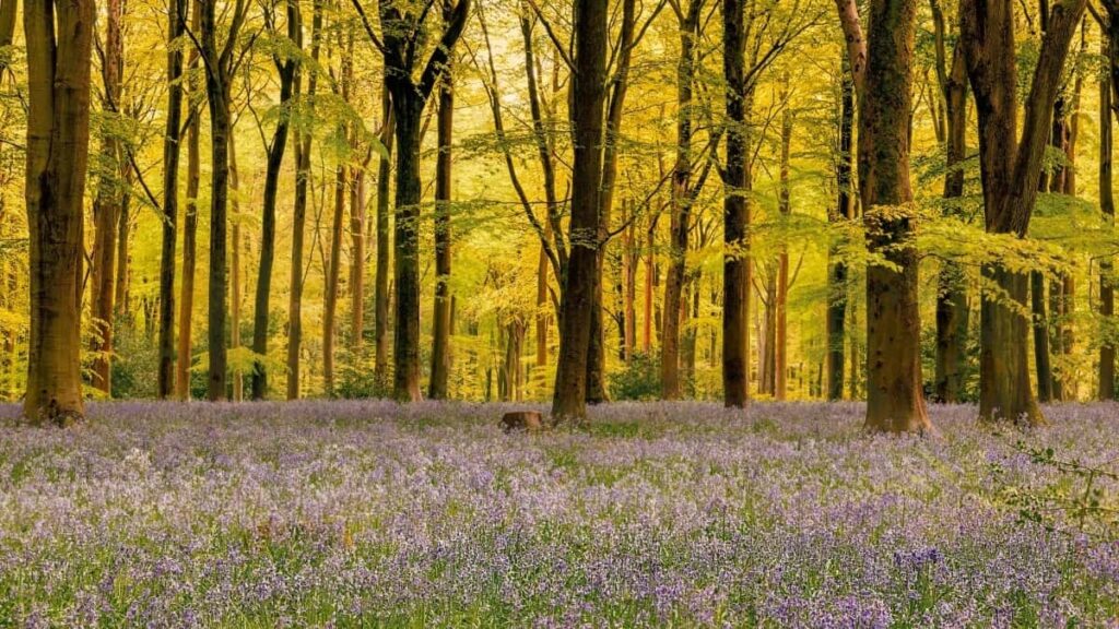 2025 Switzerland TikTok tarife publicitare pentru toate categoriile