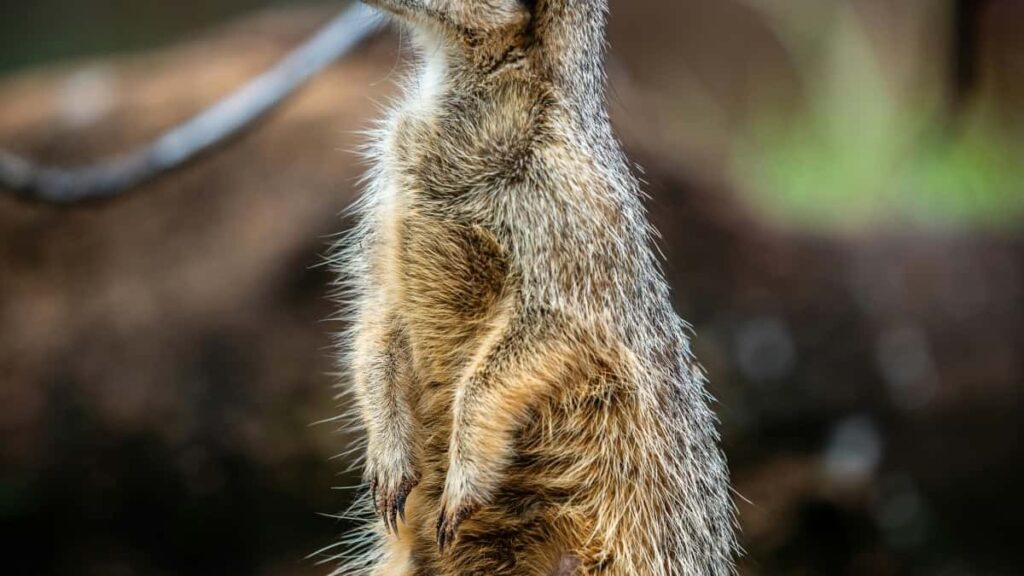 2025 Spain Instagram tarife publicitare pentru toate categoriile