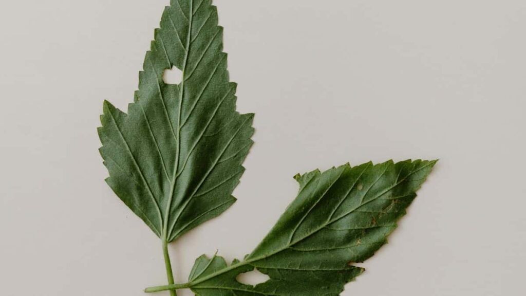 2025 Austria Facebook tarife publicitare per total categorii Moldova