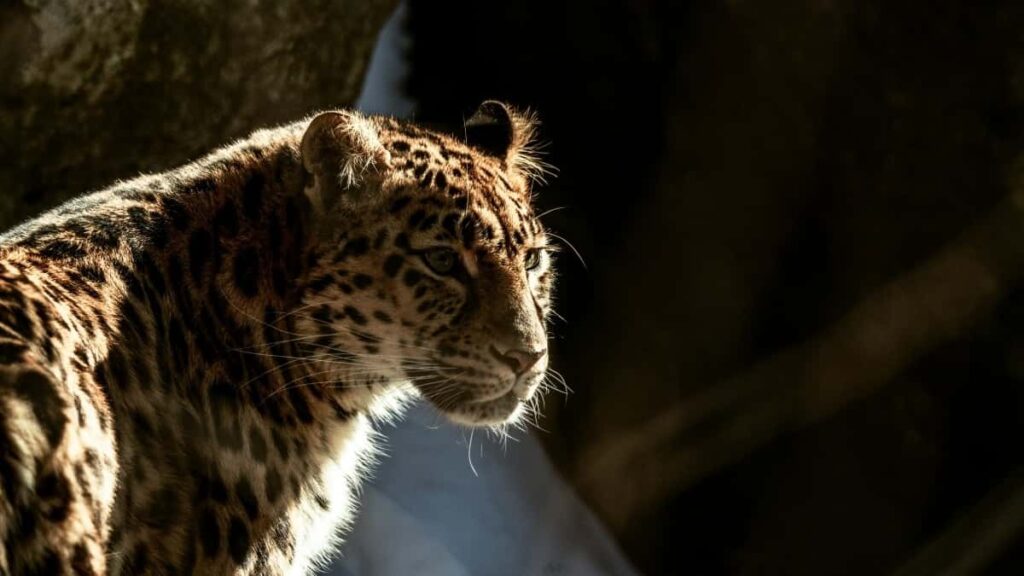 Tariful Publicitar Twitter Norvegia 2025 pentru Moldova