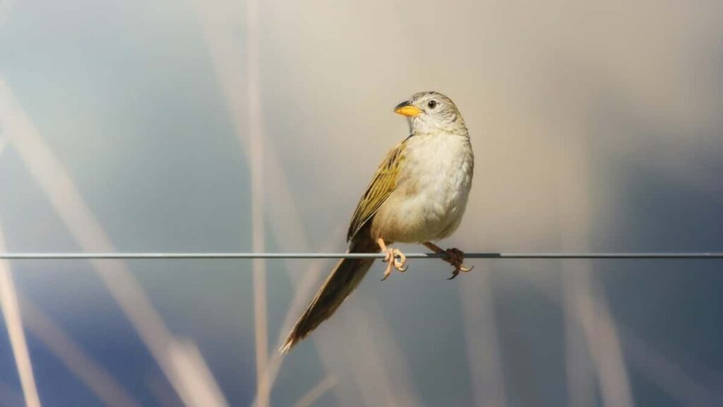 Snapchat publicitate tarife Emiratele Arabe Unite 2025 Moldova perspectiva