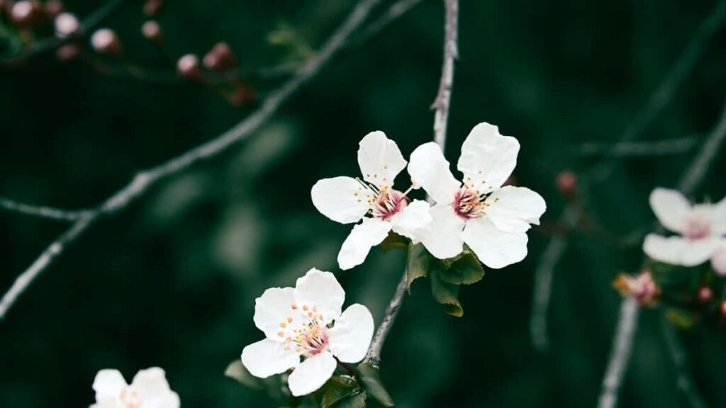 2025 Tariful Publicitar TikTok Pentru Toate Categoriile Ucraina