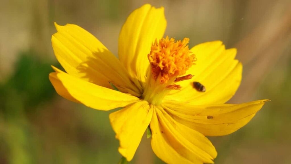 2025 Tarife Publicitate WhatsApp Italia pentru Moldova