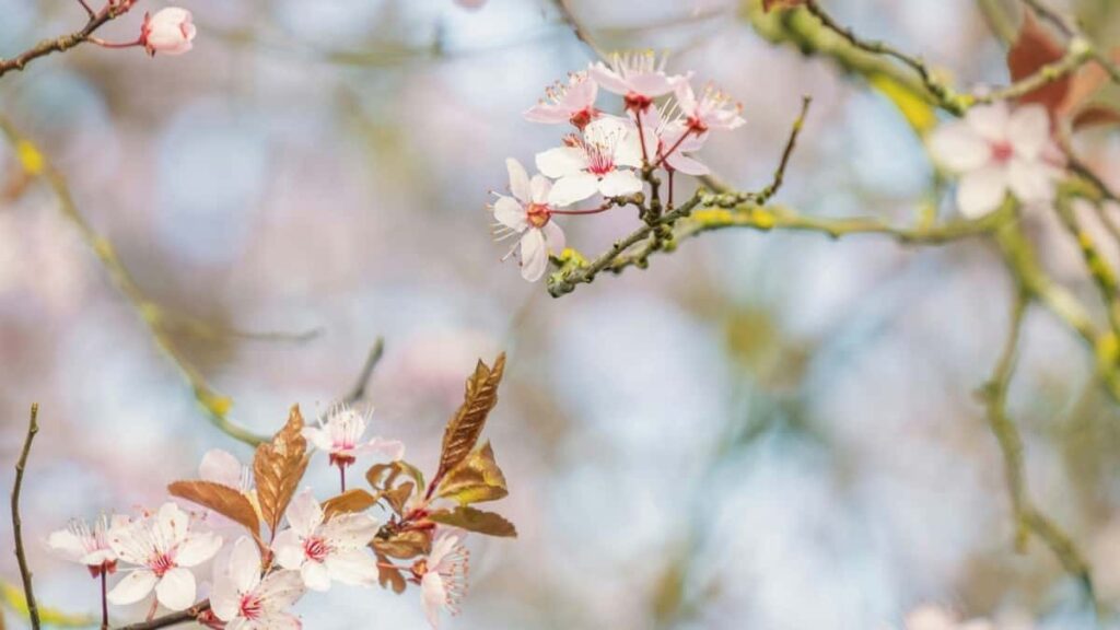 2025 United Kingdom Instagram Tarife Publicitare Pentru Moldova