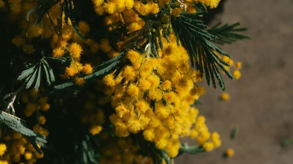 2025 Israel LinkedIn Tarife Publicitare Complete pentru Moldova