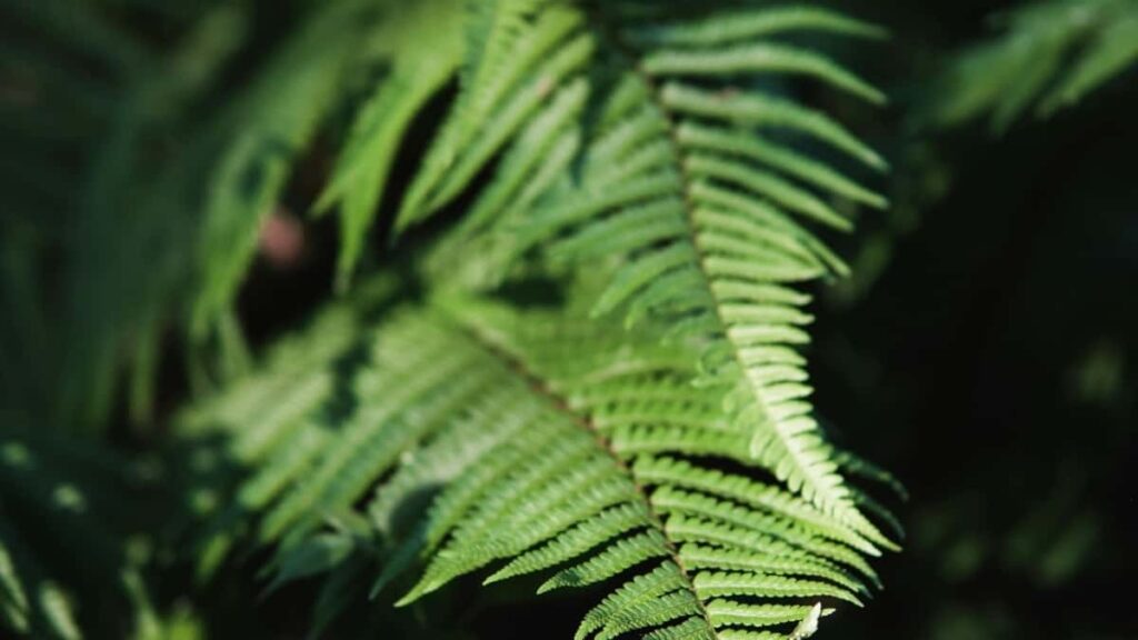 2025 Austria LinkedIn tarife publicitare pentru Moldova