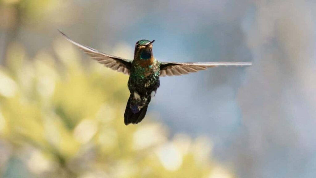 2025 Italy WhatsApp Tarife Publicitare pentru Moldova