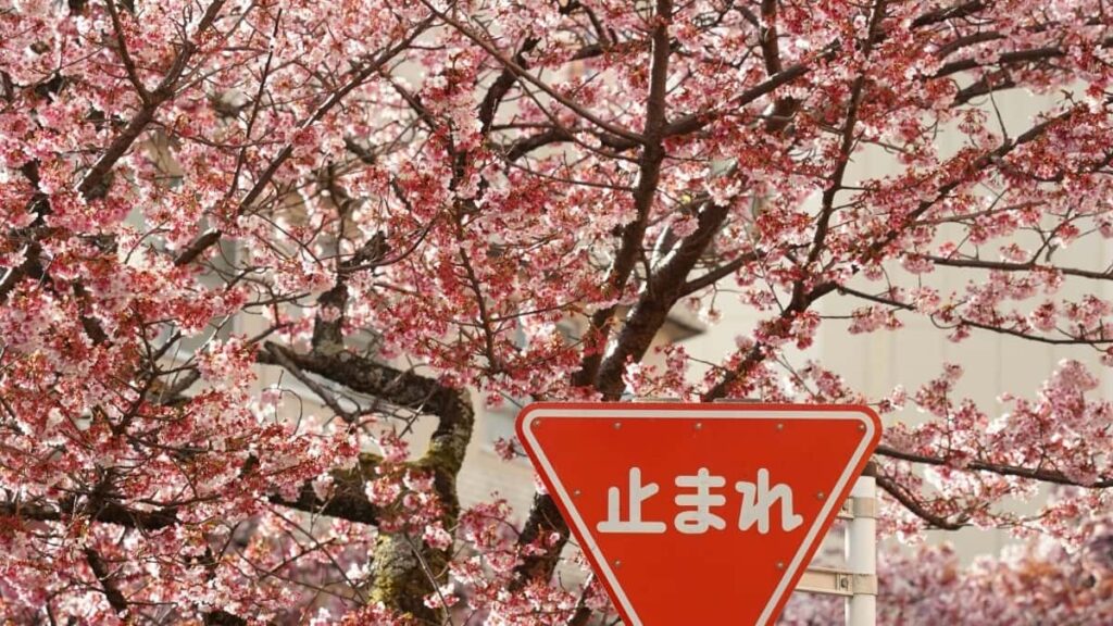 2025 Brazil YouTube tarife publicitare pentru Moldova