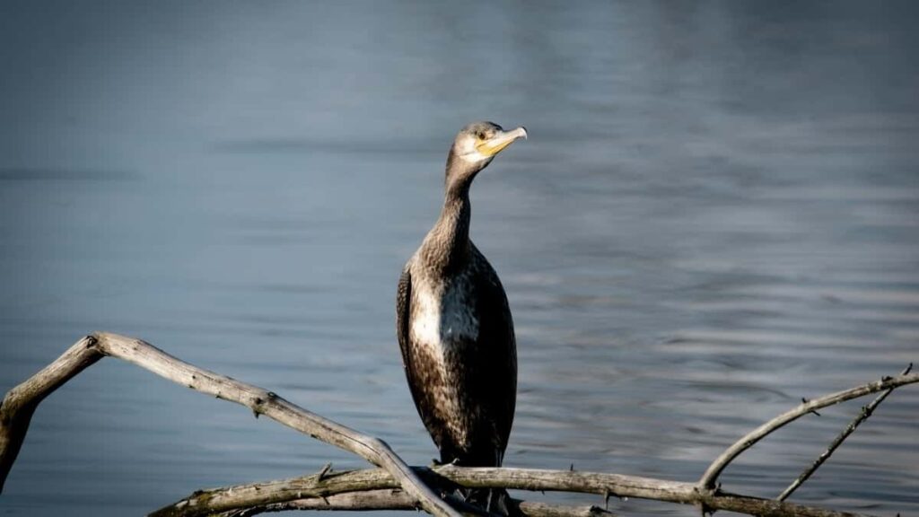 2025 Austria WhatsApp tarife publicitare pentru Moldova