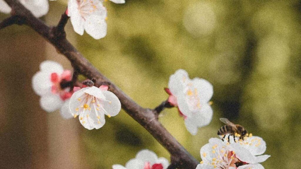 Creatorii din Pakistan folosesc eBay pentru sesiuni live streaming și vânzări directe, cu strategii fresh pentru Moldova.