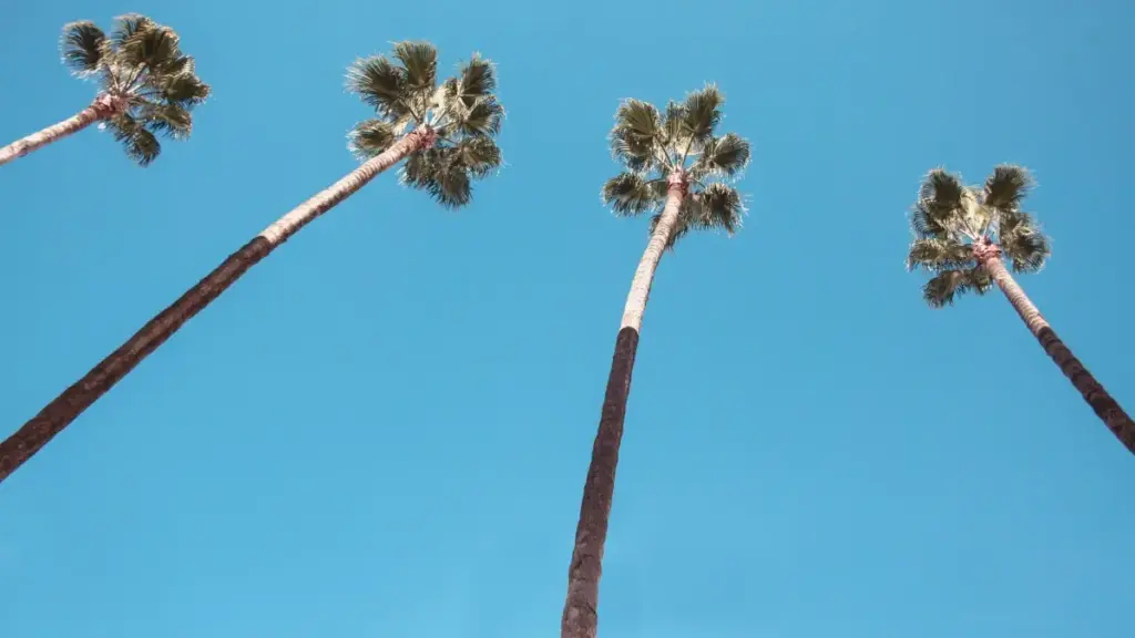 Descoperă cum creatorii din Moldova pot profita de Bilibili în Canada pentru a promova produse cu succes.