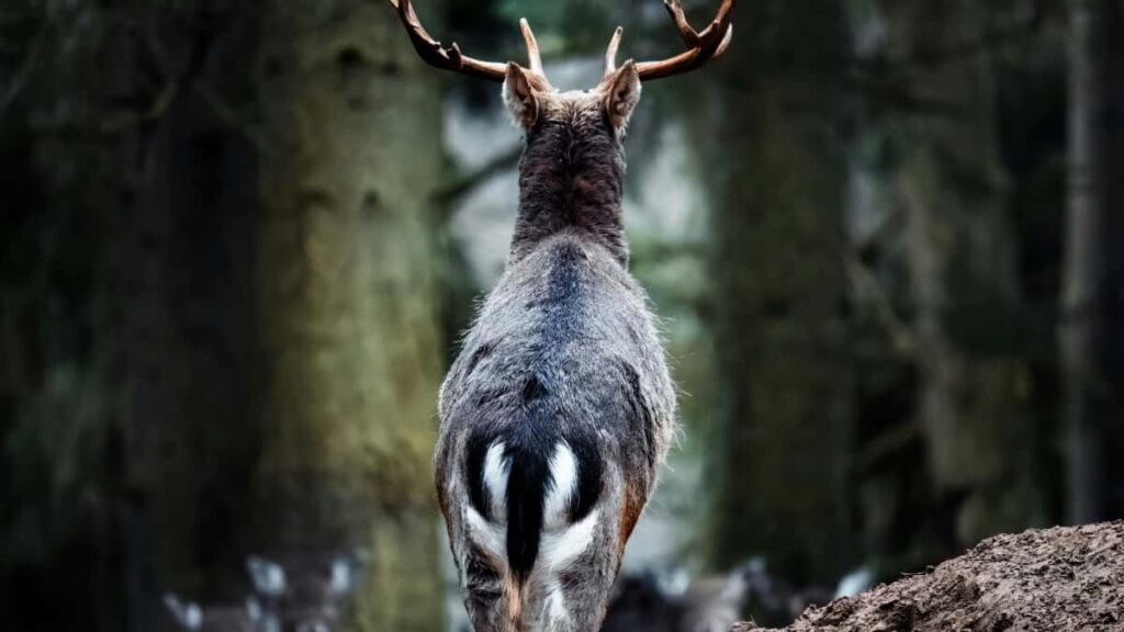 Descoperă cum creatorii din Moldova folosesc ShareChat și Iceland pentru promoții cross-platform eficiente.