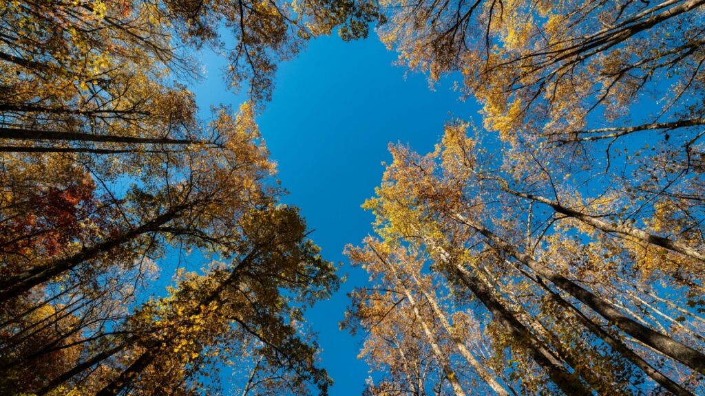 Descoperă cum brandurile moldovenești cer recenzii pe Xiaohongshu în Croația, profitând de trenduri globale și influenceri locali.