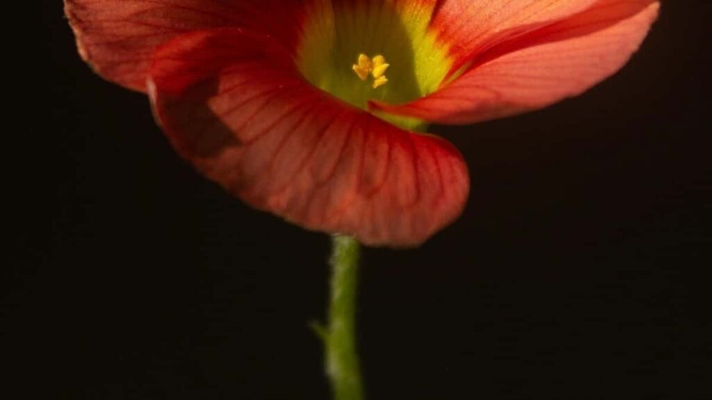 Ghid practic pentru creatorii din Moldova care vor să facă review-uri video pe Facebook pentru publicul din Macedonia de Nord.