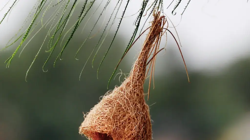 Ghid practic pentru advertiserii din Moldova: cum să găsești creatori LinkedIn din Australia care să-ți ducă instalări mobile eficiente.