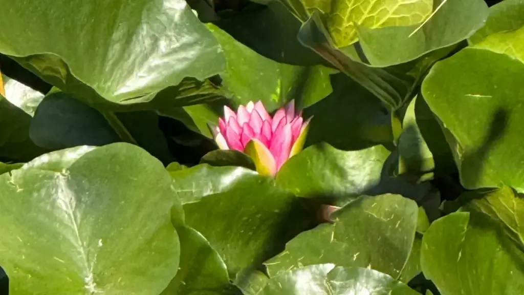 Ghid practic pentru creatorii din Moldova: Cum să contactezi brandurile din Irak pe WhatsApp și să te alături programelor micro creator seeding.