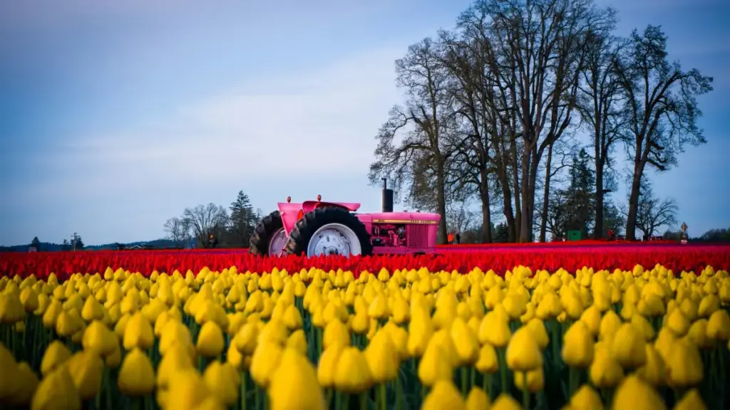 Ghid practic pentru agenții din Moldova care vor să colaboreze cu creatori TikTok din Austria pentru campanii UGC eficiente.