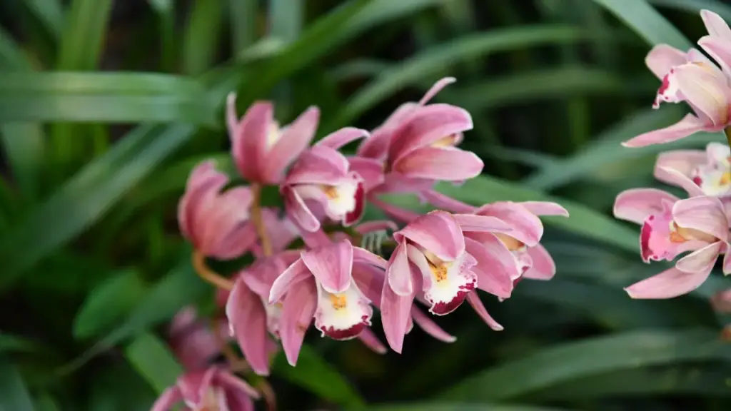 Ghid practic pentru advertiserii din Moldova: cum să colaborezi cu creatori China Amazon ca să ajungi la audiențe de nișă cu succes.