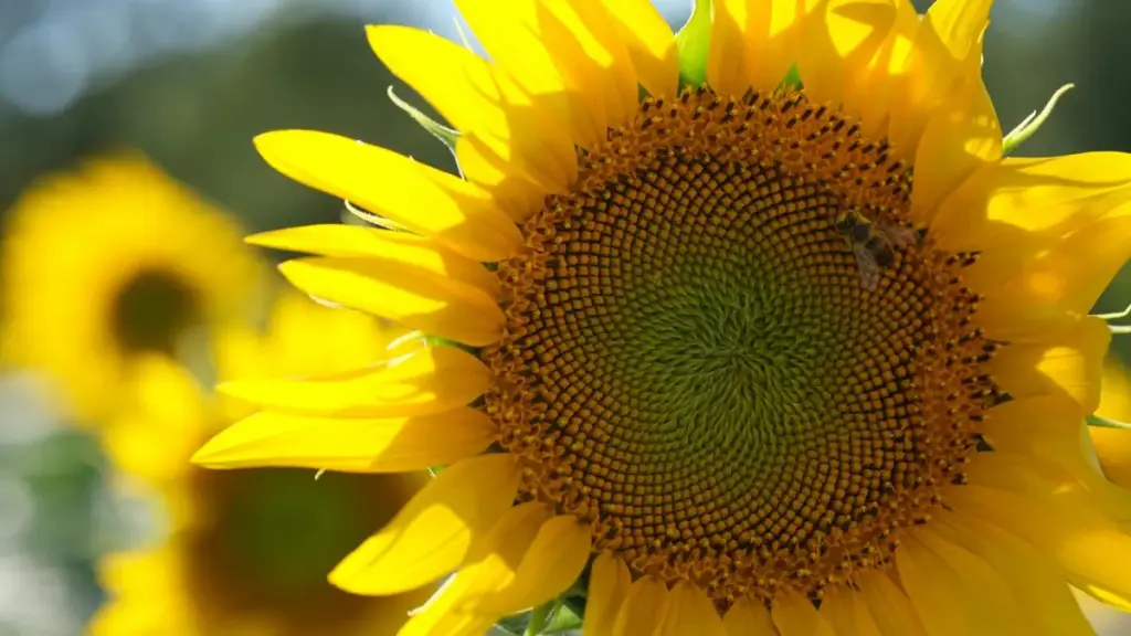 Descoperă cum marketerii din Moldova pot colabora cu creatori Douyin din Argentina pentru a îmbunătăți percepția brandului.