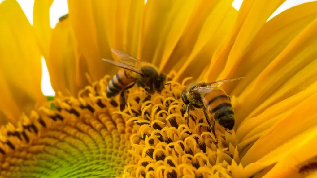 Ghid practic pentru creatorii din Moldova despre colaborarea și promovarea încrucișată cu branduri venezuelene pe ShareChat.