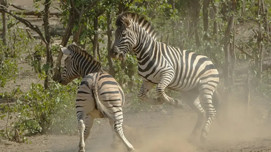 Ghid practic pentru advertiserii din Moldova — cum găsești creatori Takatak din Republica Dominicană pentru tutoriale de make-up, contacte, bugete și riscuri.