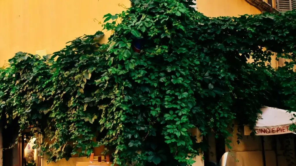 Ghid practic pentru advertiserii din Moldova: cum găsești creatori Twitch din Belgia și îi folosești pentru creșterea produsului cu conținut autentic.