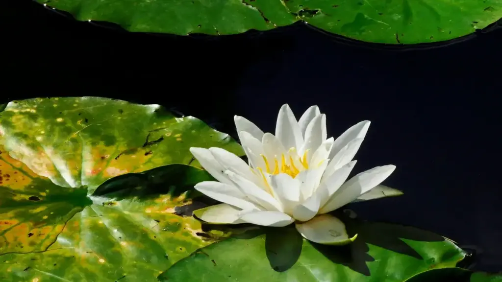 Ghid practic pentru advertiserii din Moldova: cum găsești creatori din Etiopia care muncesc cu conținut HBO Max și îi folosești să aduci trafic calificat către aplicația ta de fitness.