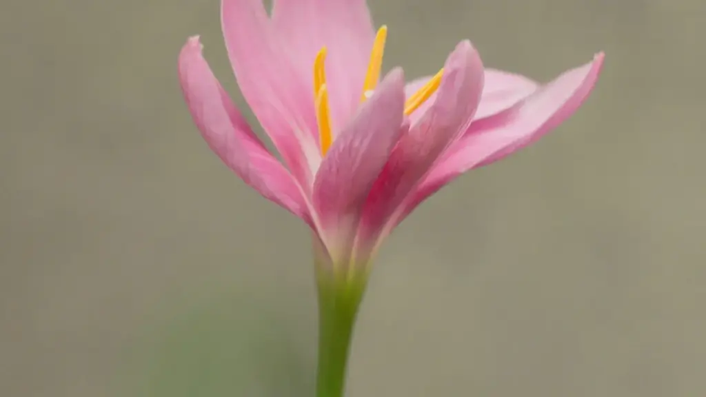 Ghid practic pentru advertiserii din Moldova care vor să lanseze promo-uri muzicale pe Douyin în Emiratele Arabe Unite: strategii, canale, bugete și pași concreți.