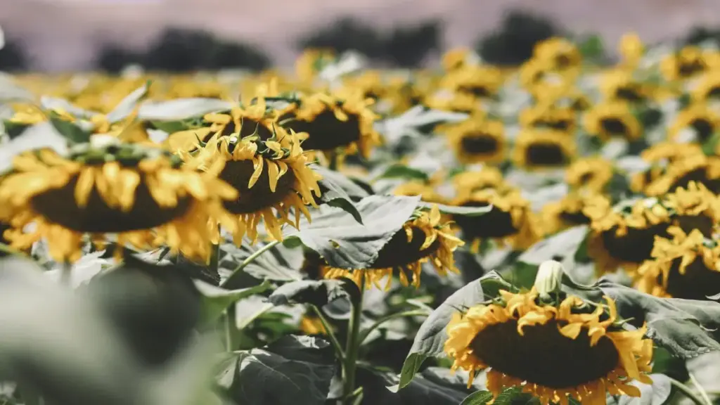 Cum să identifici și să colaborezi cu creatori Snapchat din Estonia pentru campanii autentice de reacție la albume muzicale.