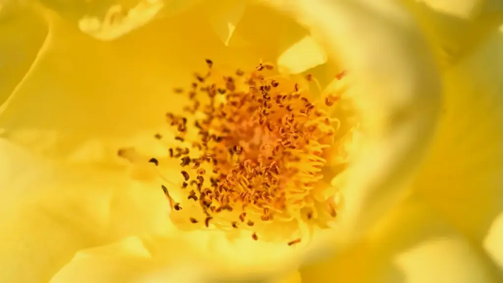 Află cum să identifici creatorii Hulu din Spania și să-ți crești vizibilitatea în comunitățile de gaming, cu strategii practice și insight-uri locale.