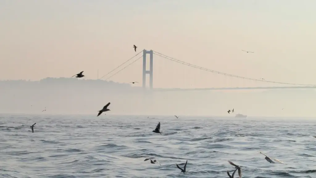 Ghid practic pentru creatori din Moldova: cum să abordezi branduri islandeze pe OnlyFans ca să promovezi track-uri muzicale în provocări.