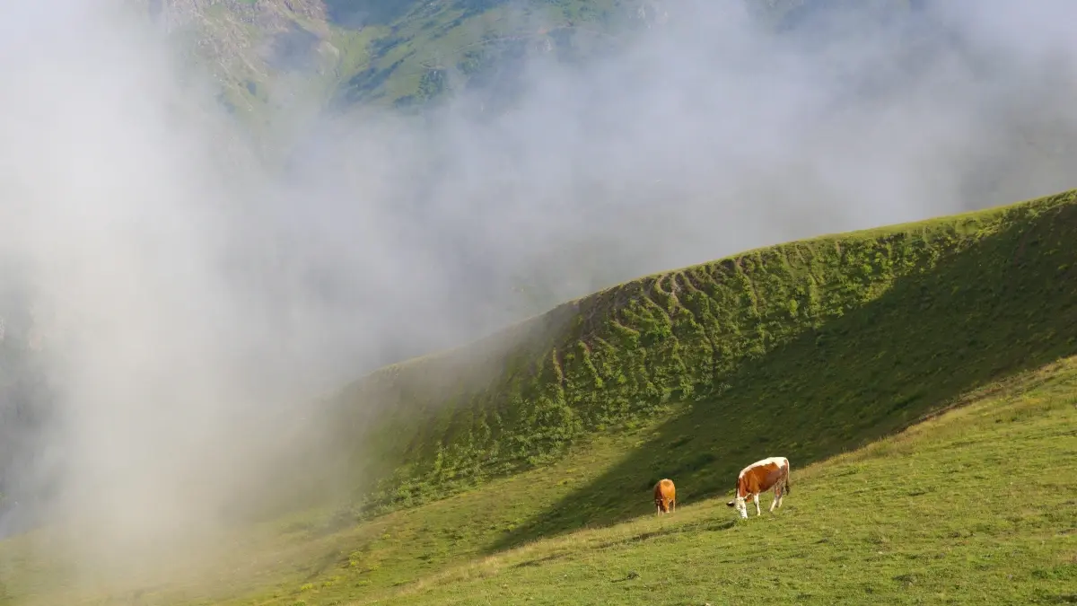 Moldova creators: Reach Iceland brands on Twitter