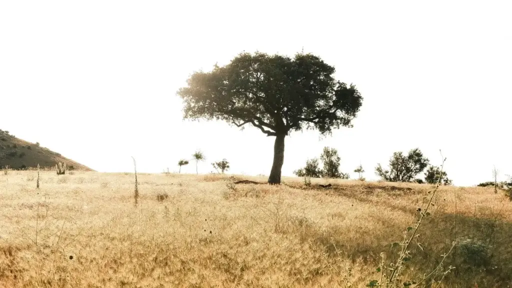 Ghid practic pentru creatori din Moldova: cum să abordezi branduri române pe Hulu și să obții reviewuri lungi, sigure și profitabile.