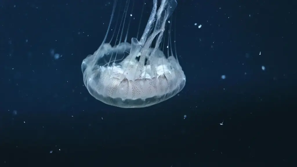 Ghid practic pentru creatori din Moldova: cum să abordezi branduri ruse pe Reddit, să propui giveaway-uri relevante și să crești engagement-ul fără să-ți pierzi reputația.