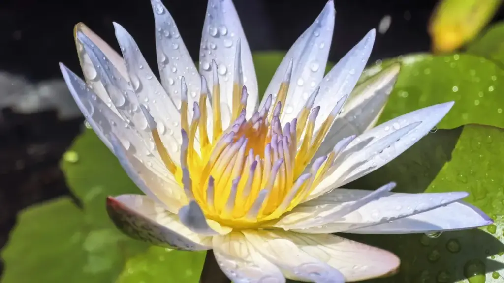 Ghid practic pentru streameri din Moldova: cum găsești, contactezi și convingi branduri din Serbia să facă giveaway de chei de joc pe Twitch.